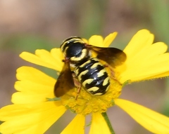 Dianthidium