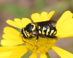 Dianthidium