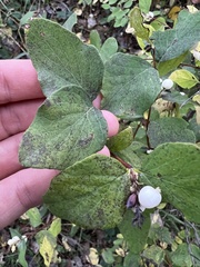 Symphoricarpos