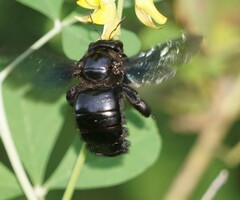 Neoxylocopa