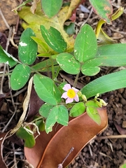 Oxalis barrelieri