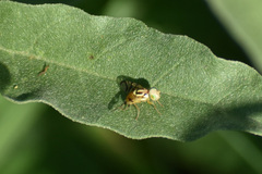 Zonosemata vittigera