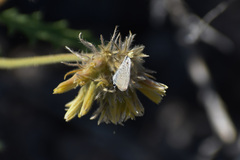 Hemiargus ceraunus astenidas