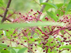 Sambucus