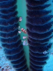 Ancylomenes magnificus