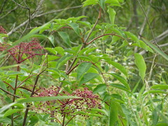 Sambucus