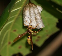 Polistes carnifex carnifex