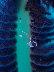 Ancylomenes magnificus