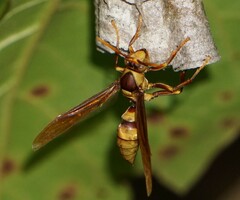 Polistes carnifex carnifex