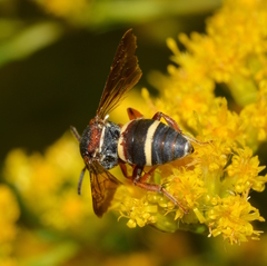 Epeolus bifasciatus
