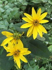 Helianthus