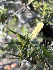 Acacia oxycedrus
