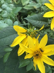 Helianthus