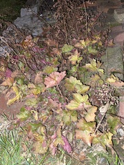 Heuchera