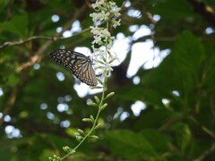 Ideopsis vulgaris macrina