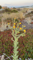 Heterotheca grandiflora
