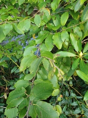 Betula alleghaniensis