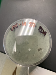 Penicillium