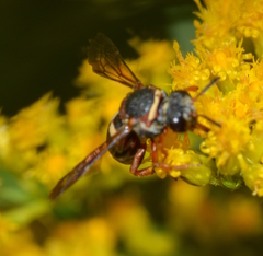 Epeolus bifasciatus