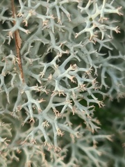 Cladonia subtenuis