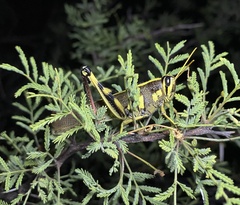 Schistocerca albolineata