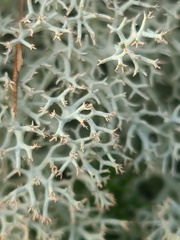Cladonia subtenuis