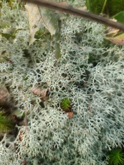 Cladonia subtenuis