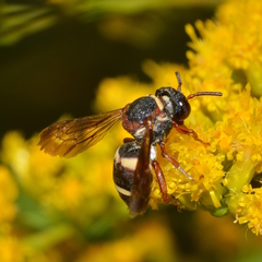 Epeolus bifasciatus