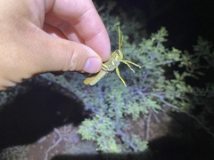 Schistocerca albolineata