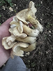 Lyophyllum