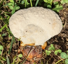 Ganoderma curtisii