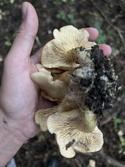 Lyophyllum