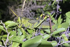 Schistocerca albolineata