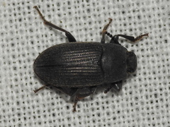 Blapstinus