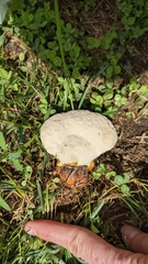 Ganoderma curtisii