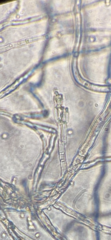 Penicillium