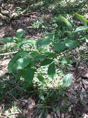 Brunfelsia australis