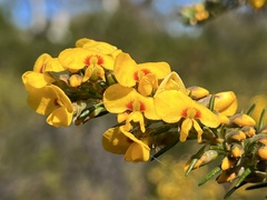 Dillwynia floribunda