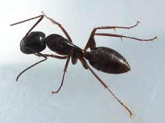 Camponotus americanus