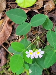 Oxalis barrelieri
