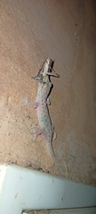 Hemidactylus