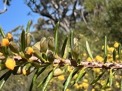 Dillwynia floribunda
