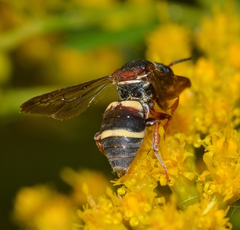 Epeolus bifasciatus