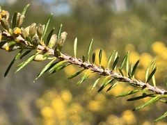 Dillwynia floribunda