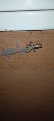 Hemidactylus