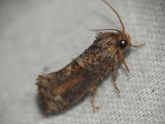 Acrolophus piger