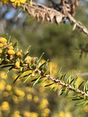 Dillwynia floribunda