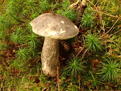 Leccinum griseonigrum