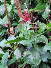 Odontonema
