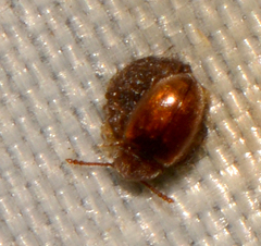 Atomaria